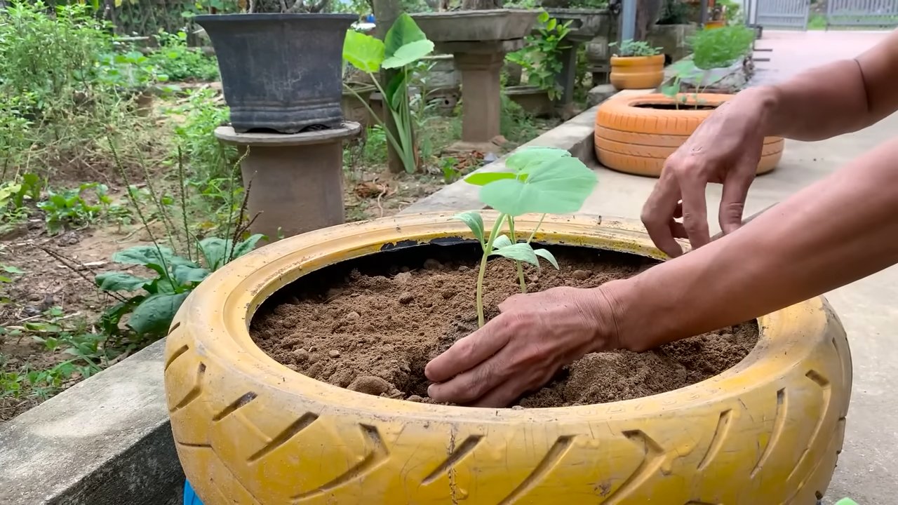 Tire gardening pumpkin growth