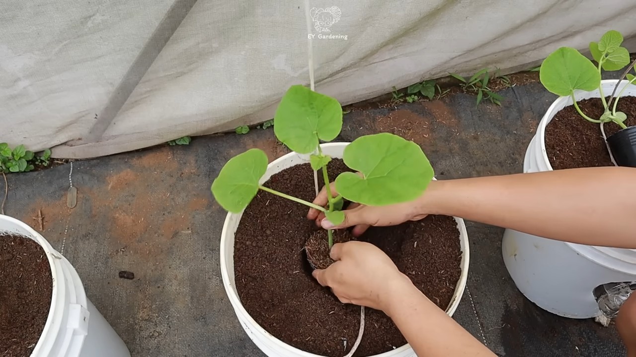 Hanging melon growing setup