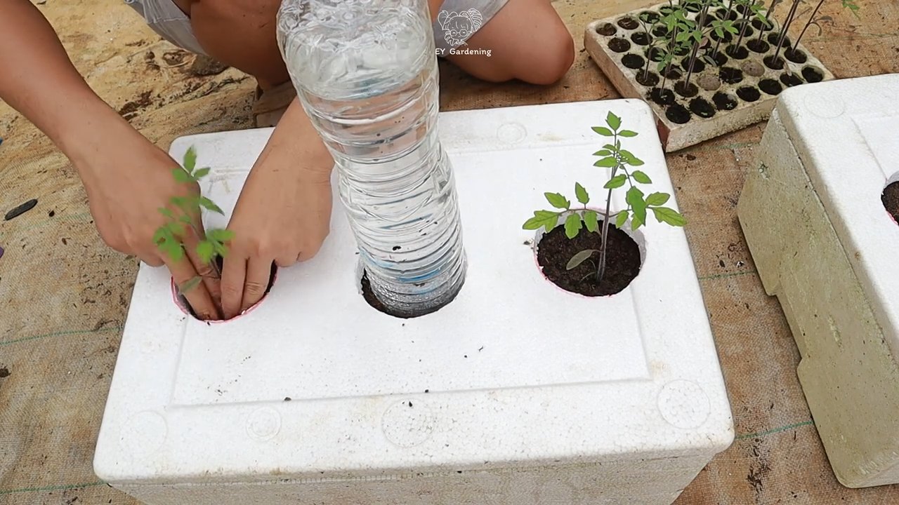 Growing black tomatoes at home