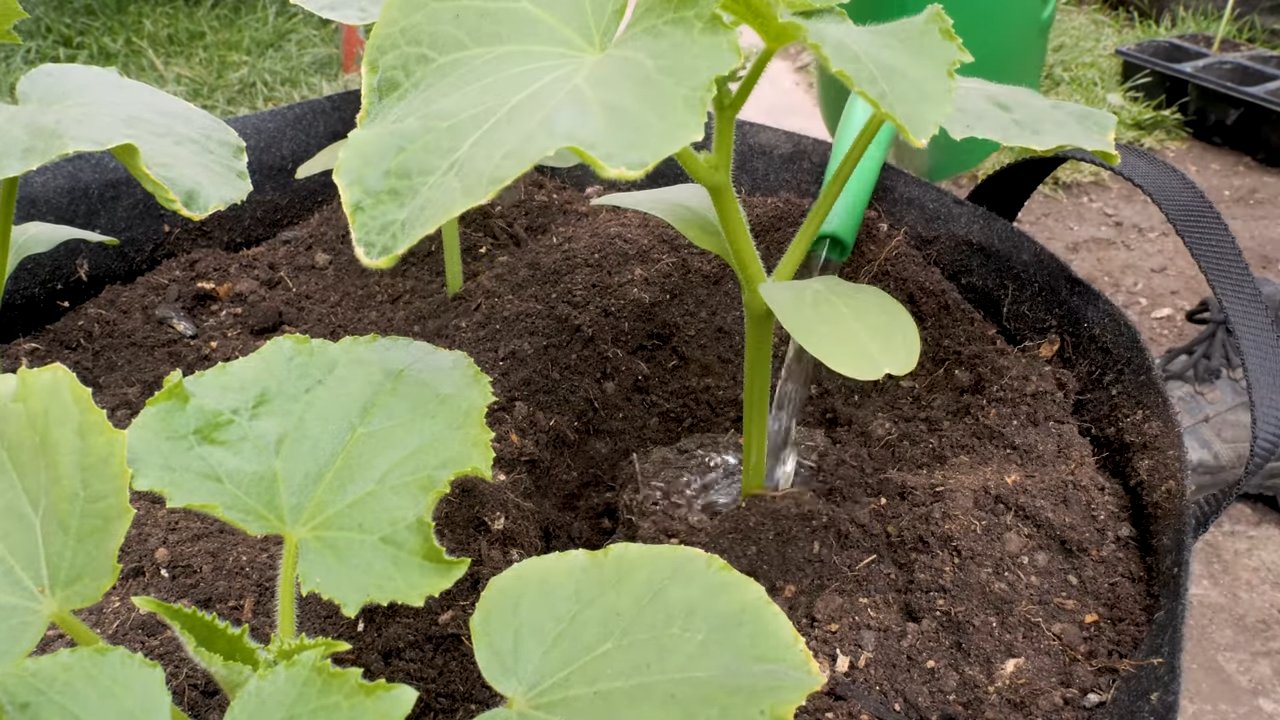 Lemon cucumber growing tips