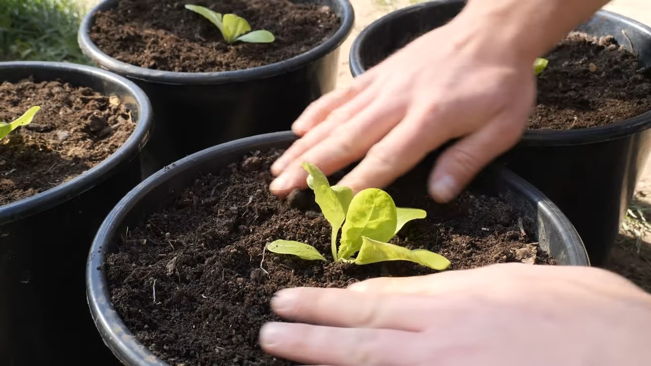 Lettuce harvest from small pots