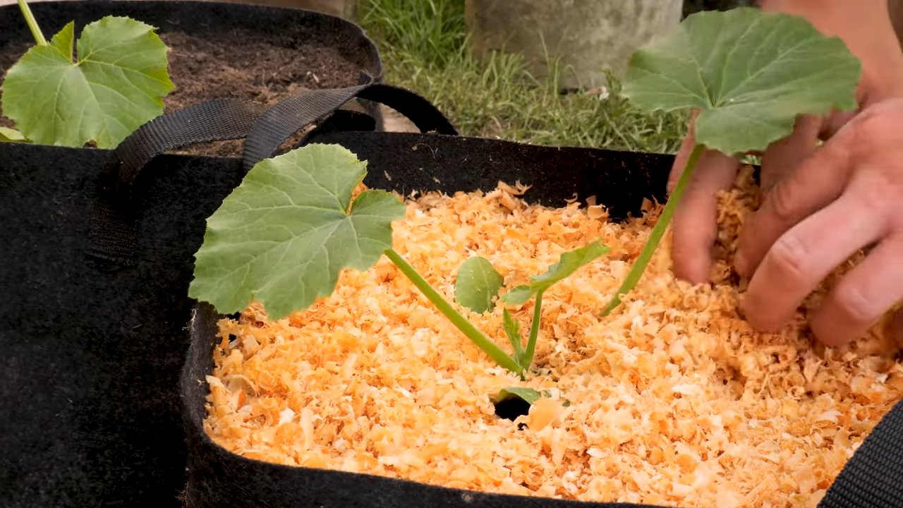 Grow Zucchini in Grow Bags