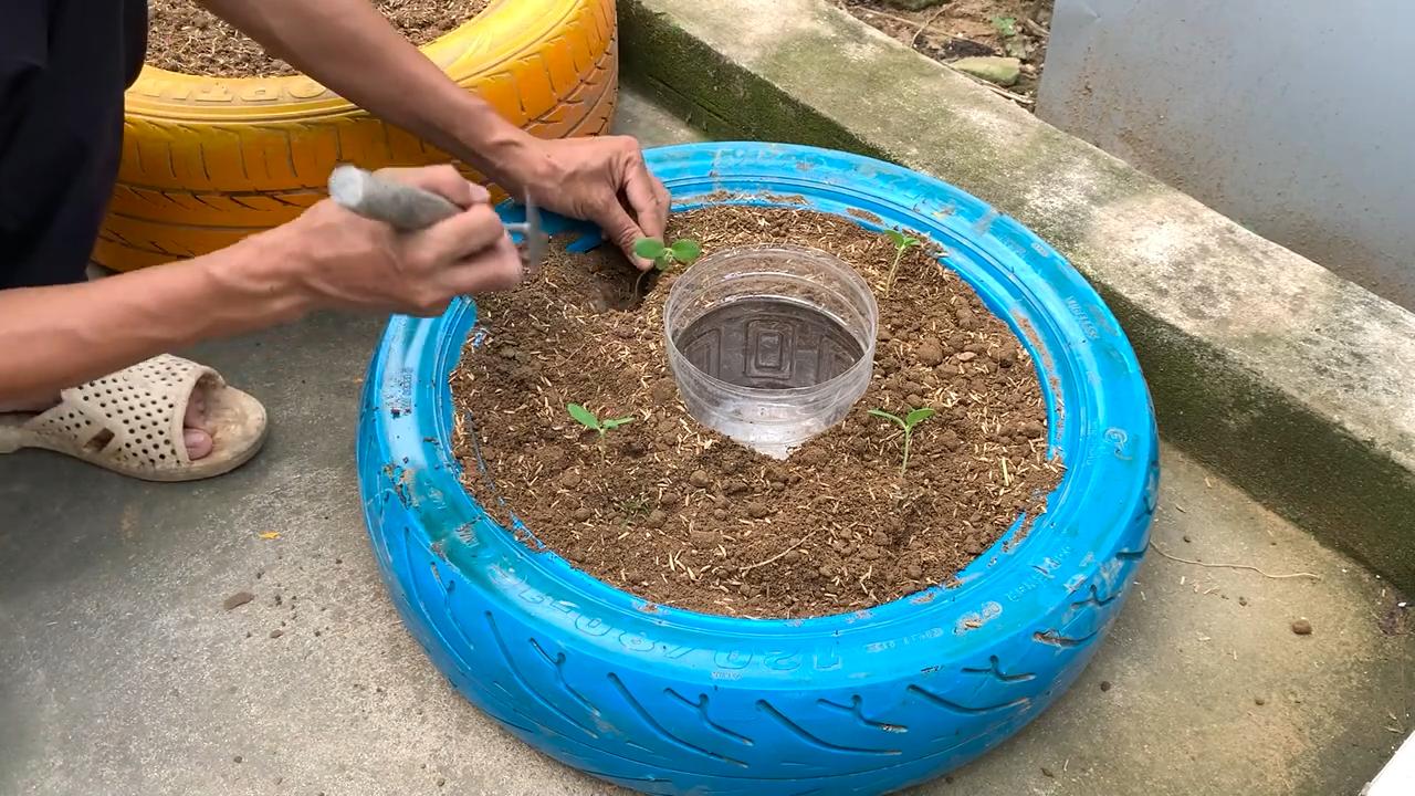 Growing Backyard Melons Easily