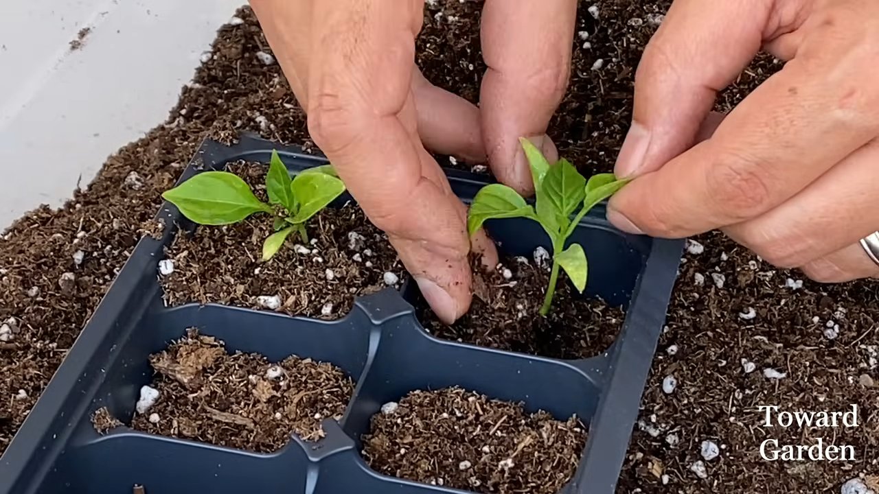 Bell Pepper Small Pot Setup