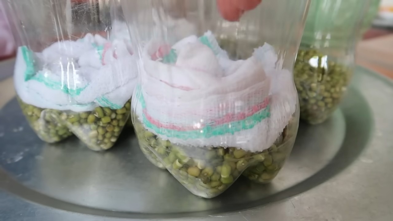 Grow mung sprouts easily