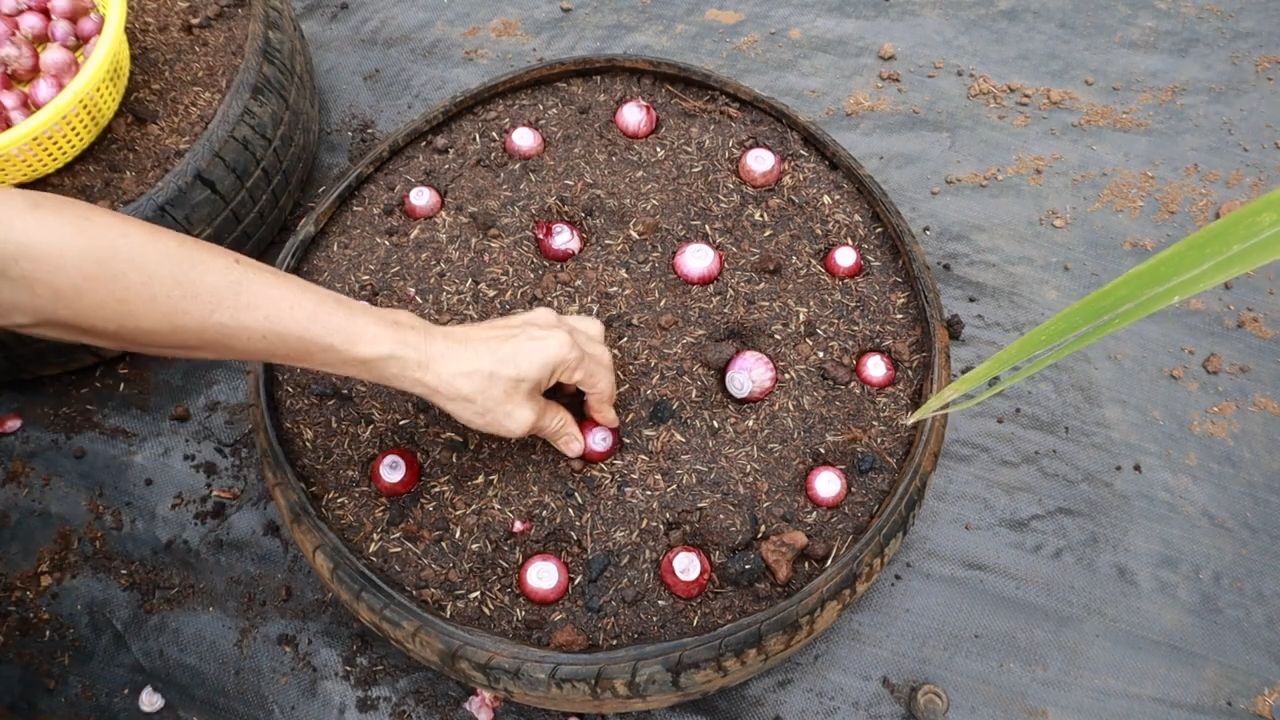 Grow Big Onions