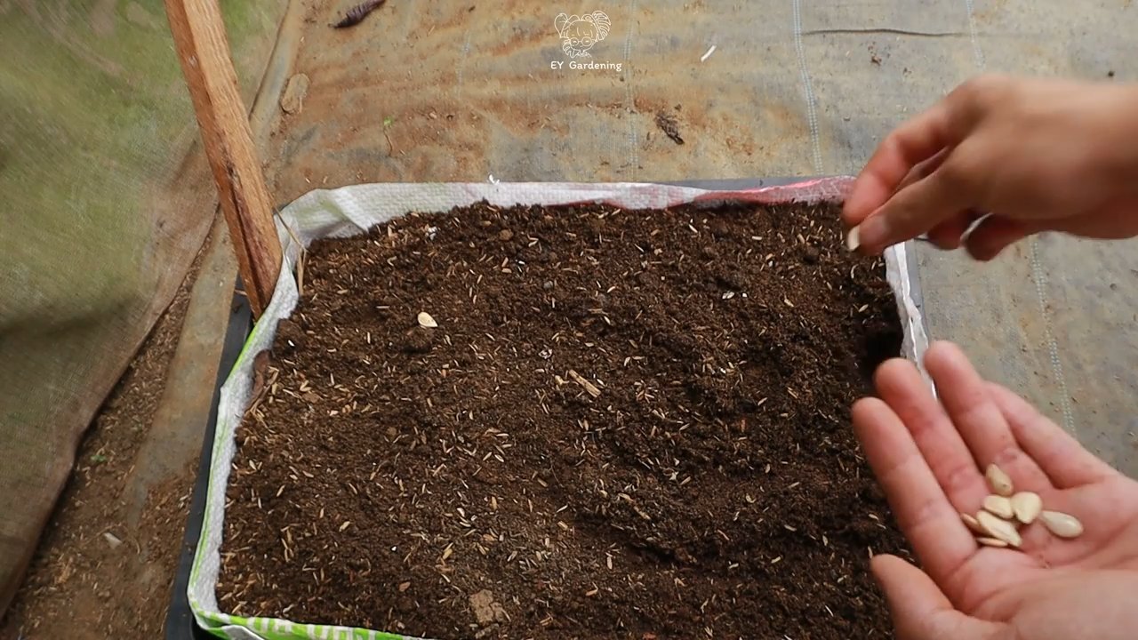 Beginner butternut squash no garden