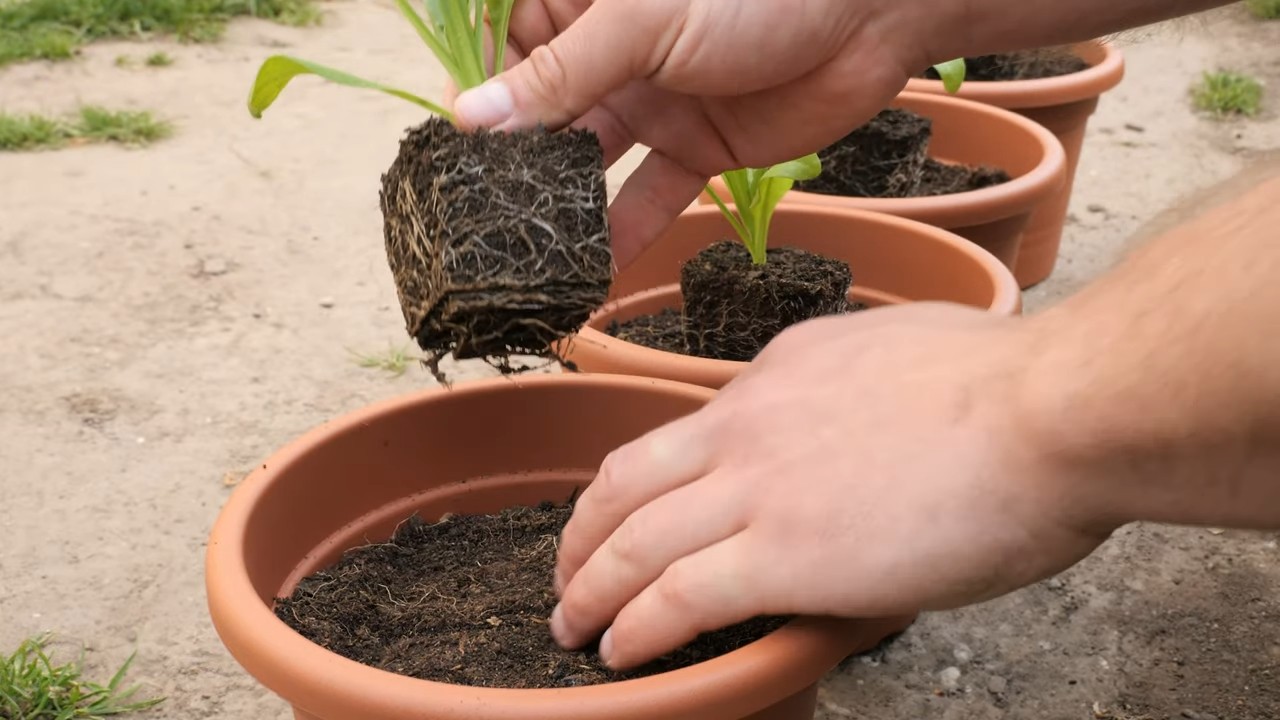 Calendula Seed Starting Guide