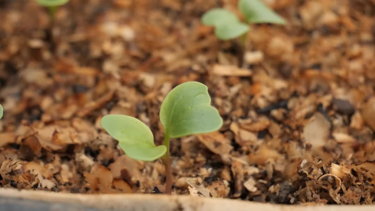 High Yield Radish Garden