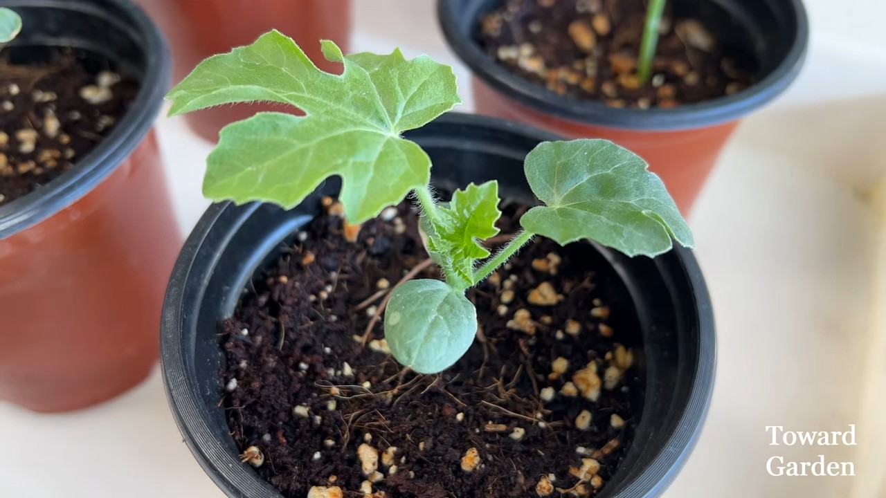 Watermelon planter DIY