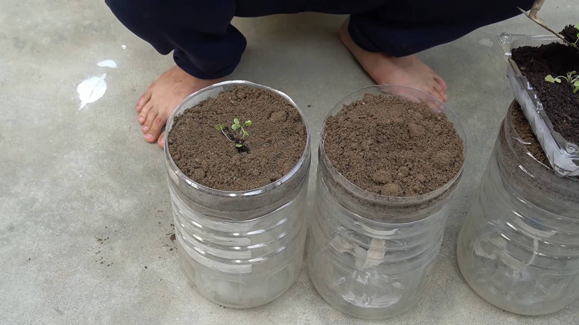 Growing Strawberries in Containers