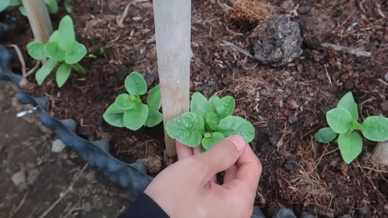 Indoor Spinach Growing
