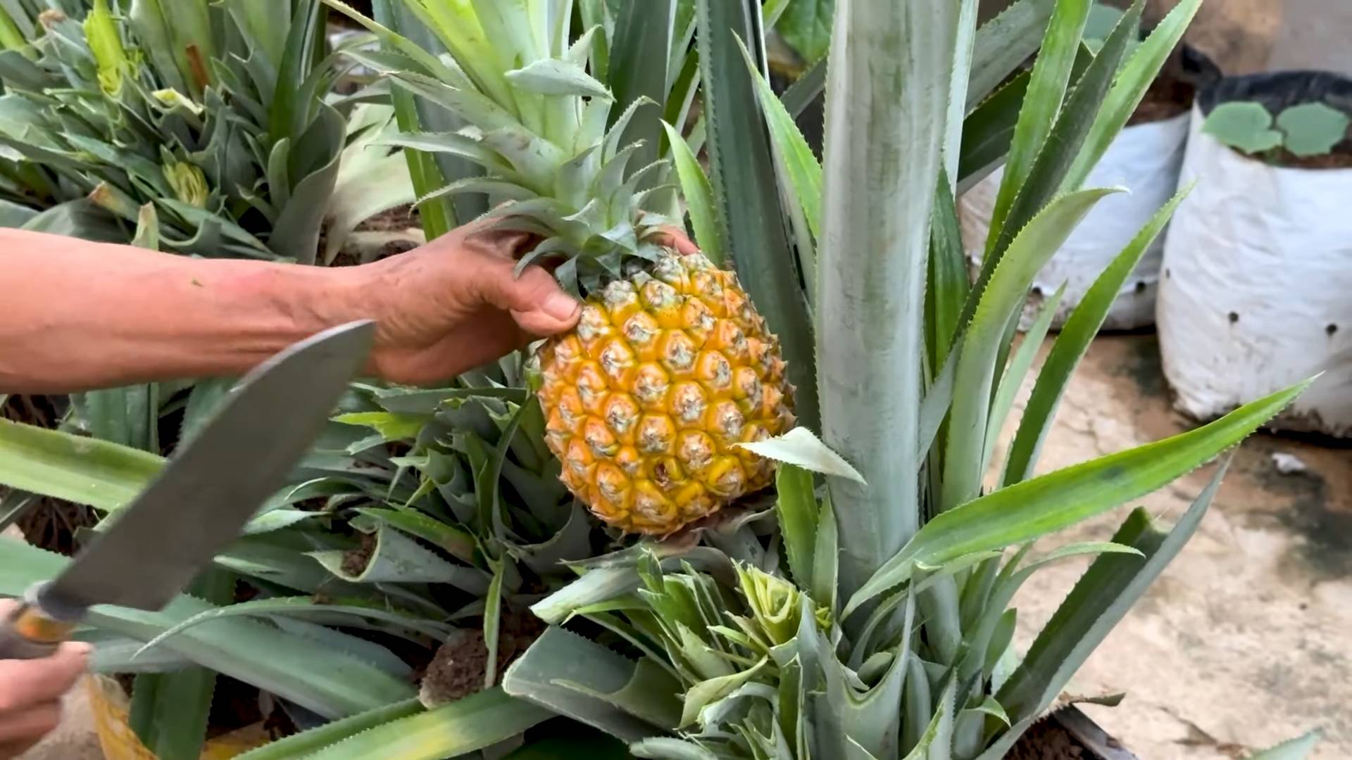 Grow pineapples at home
