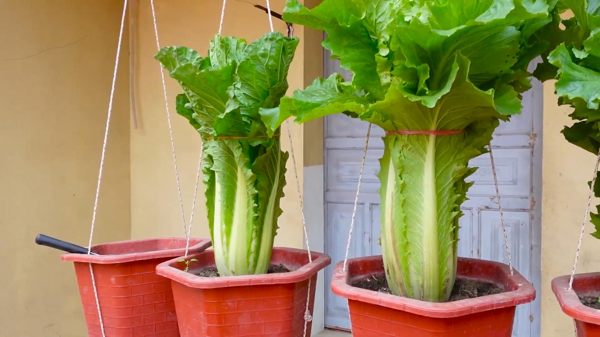 Indoor Lettuce Growing
