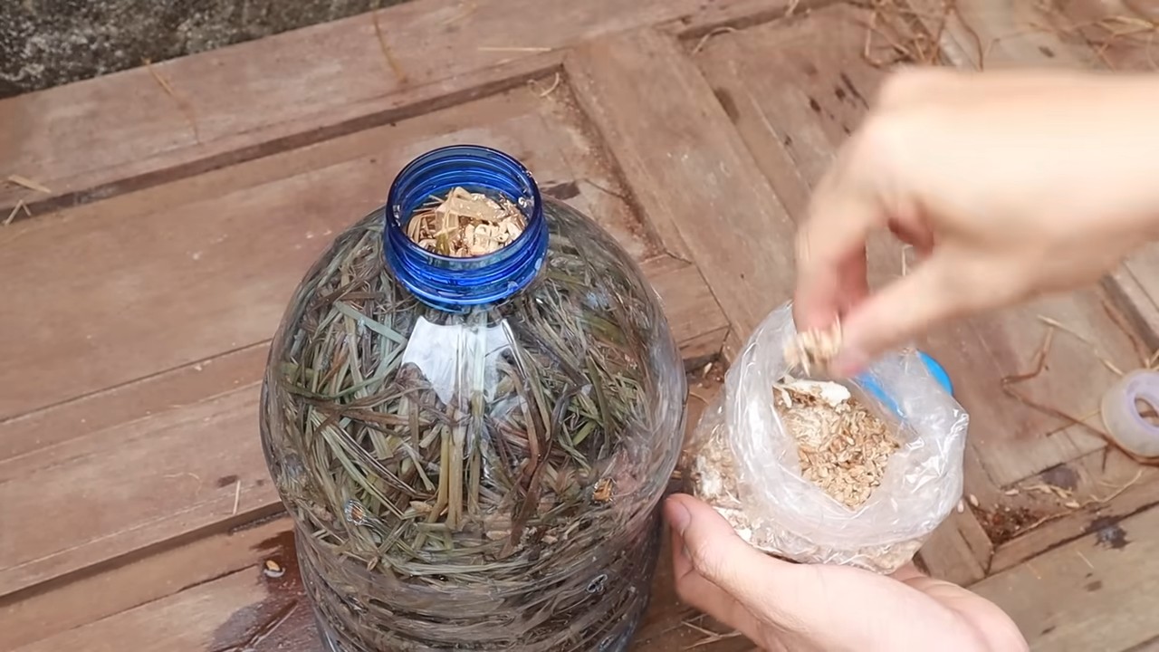 Bottle mushroom growing