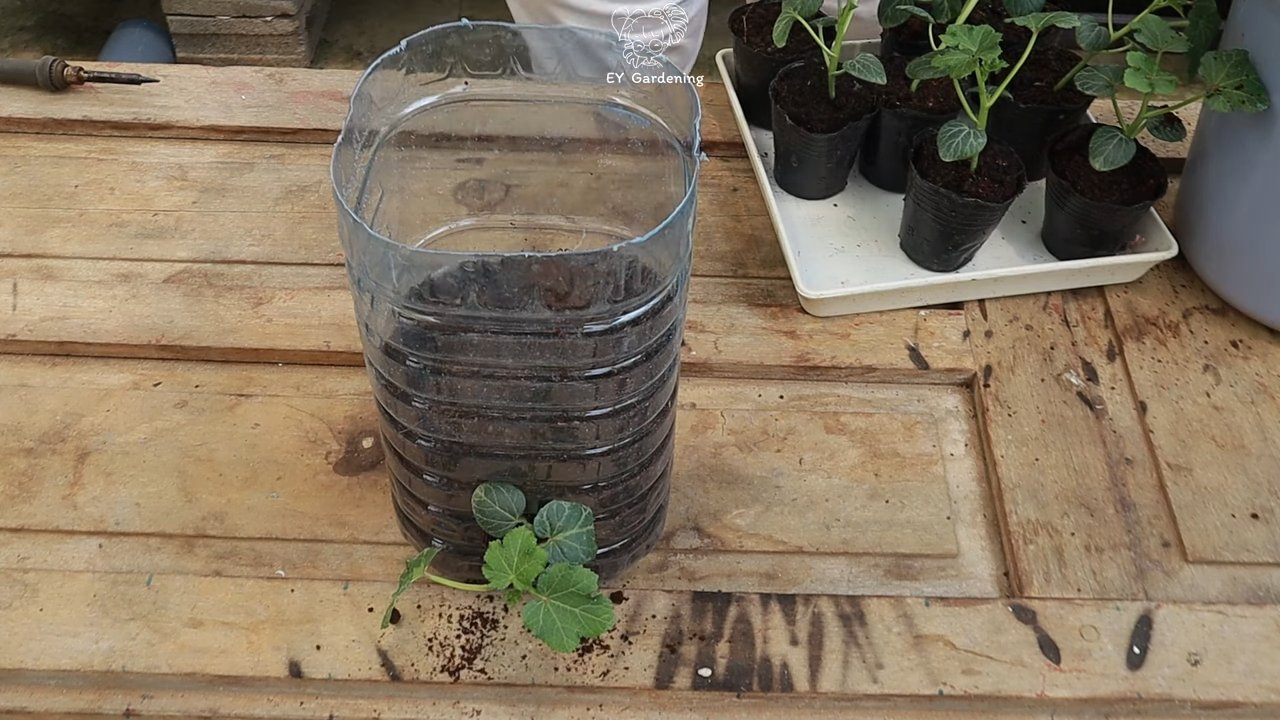 Rooftop okra gardening easy