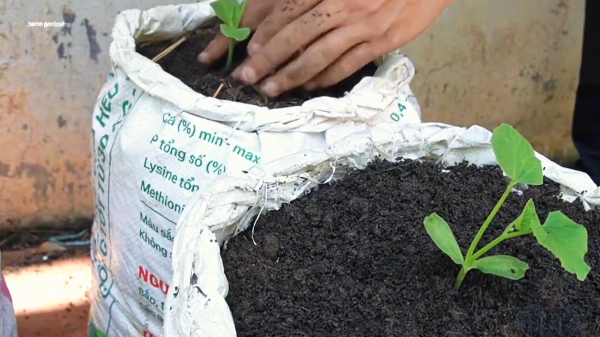 Bag Grown Watermelons