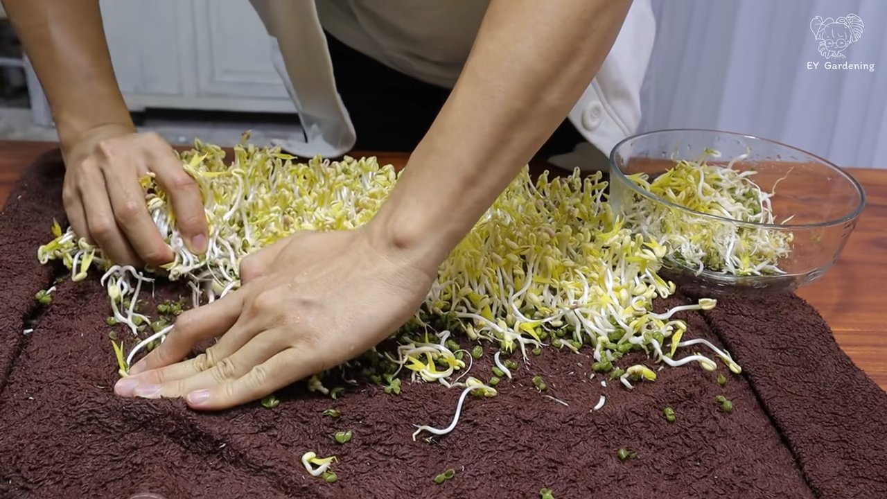 Growing bean sprouts towel method