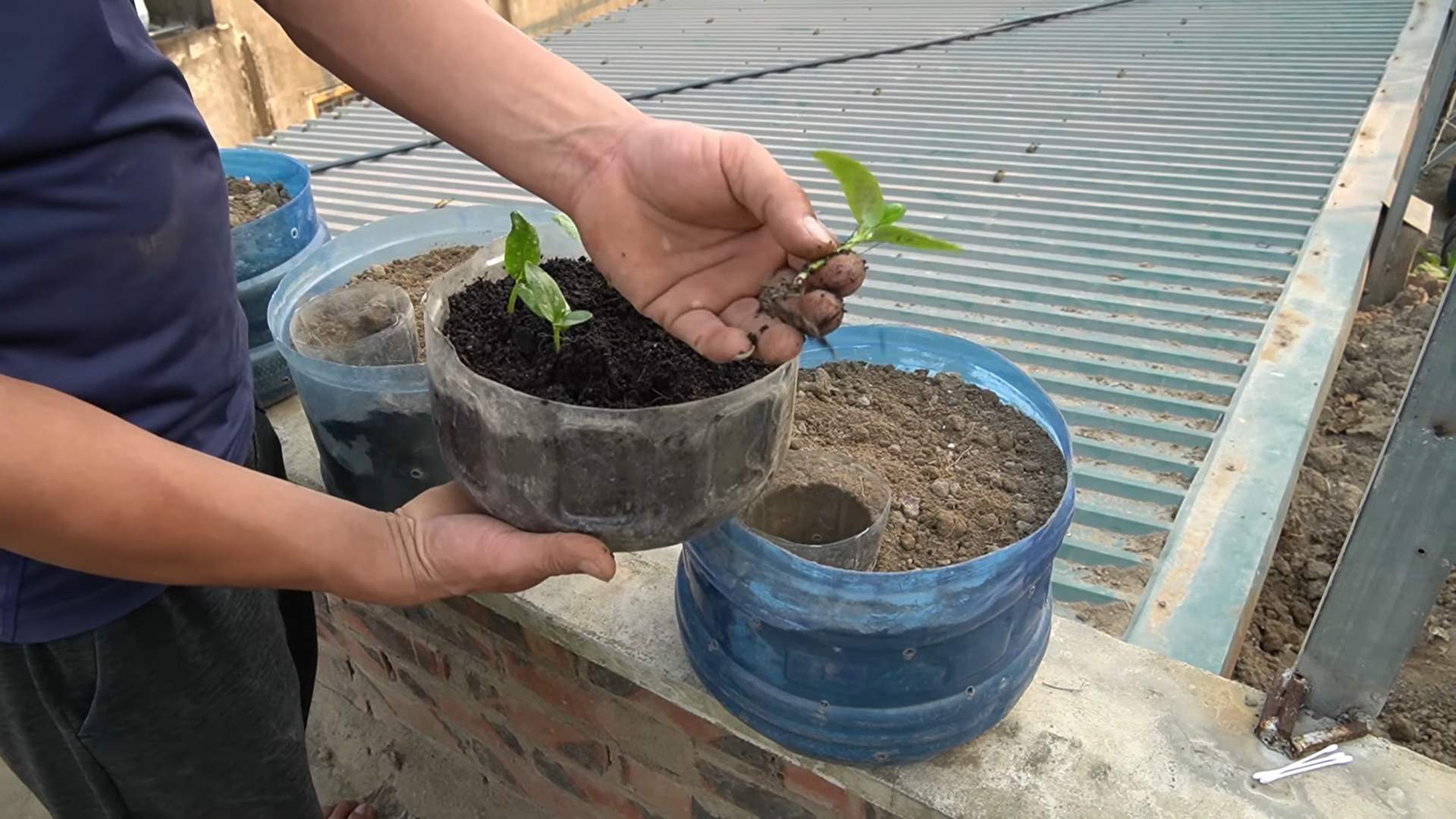 Cucumber growing plastic pots