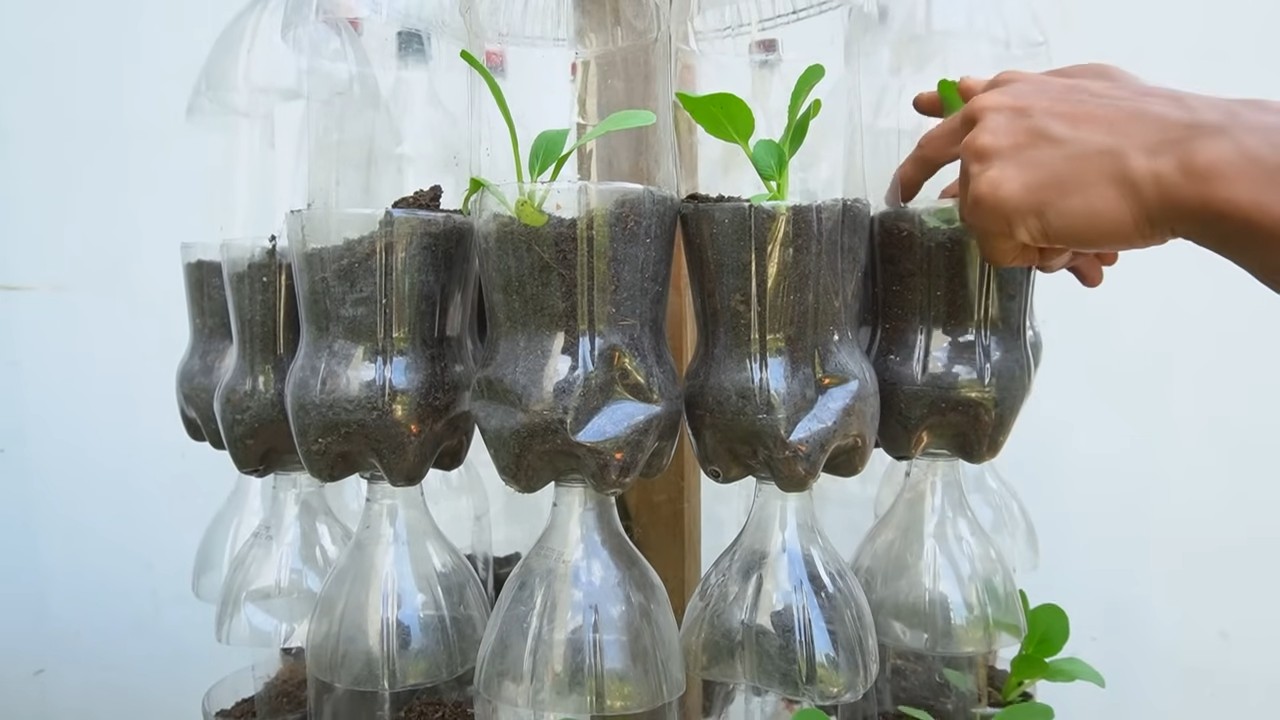 Bottle planters garden yield