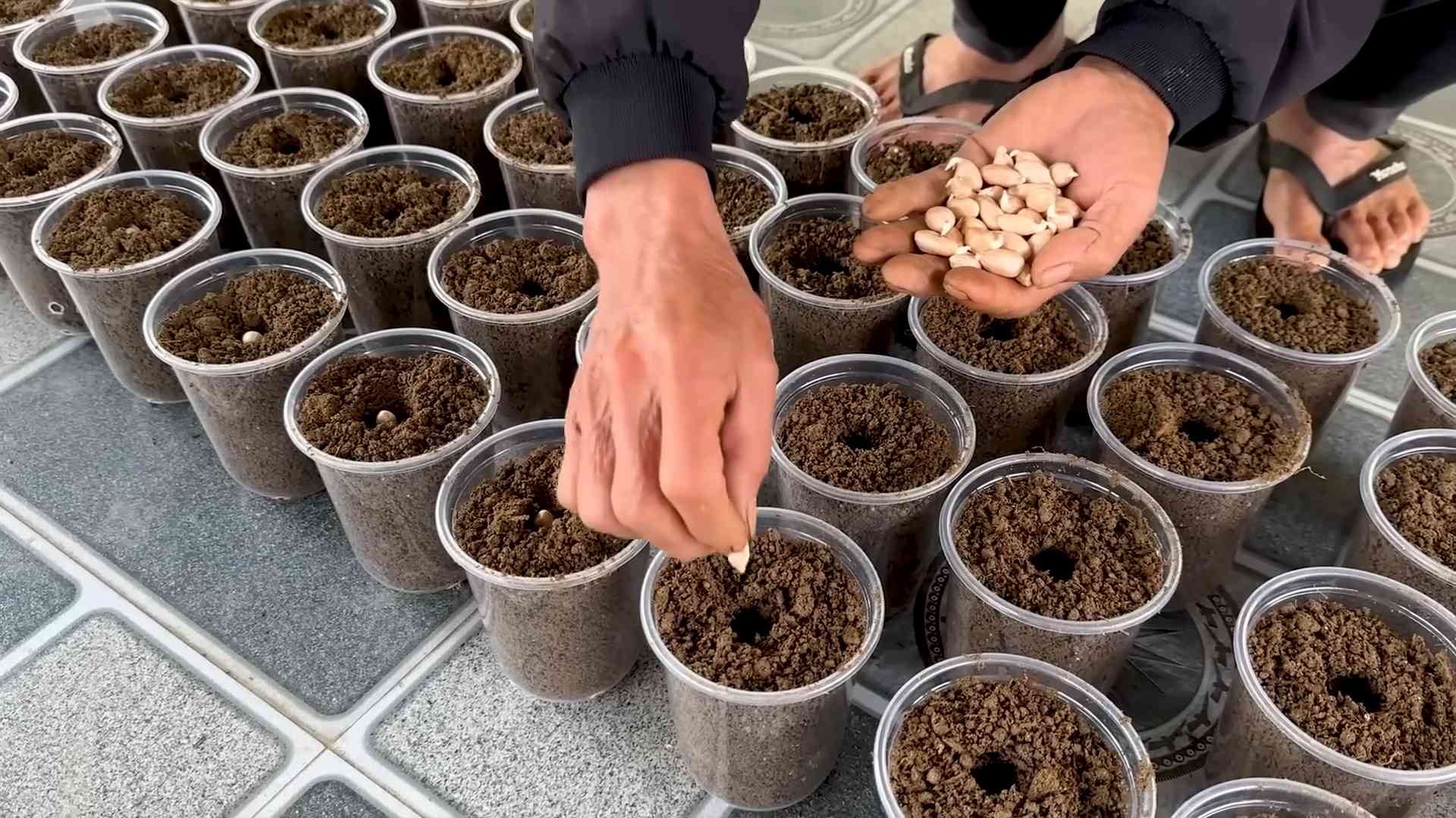 Growing peanuts for beginners