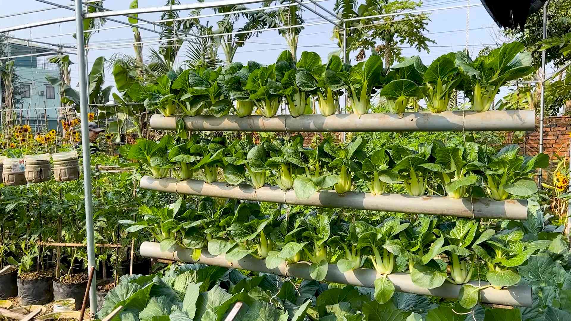 Grow Bok Choy at Home