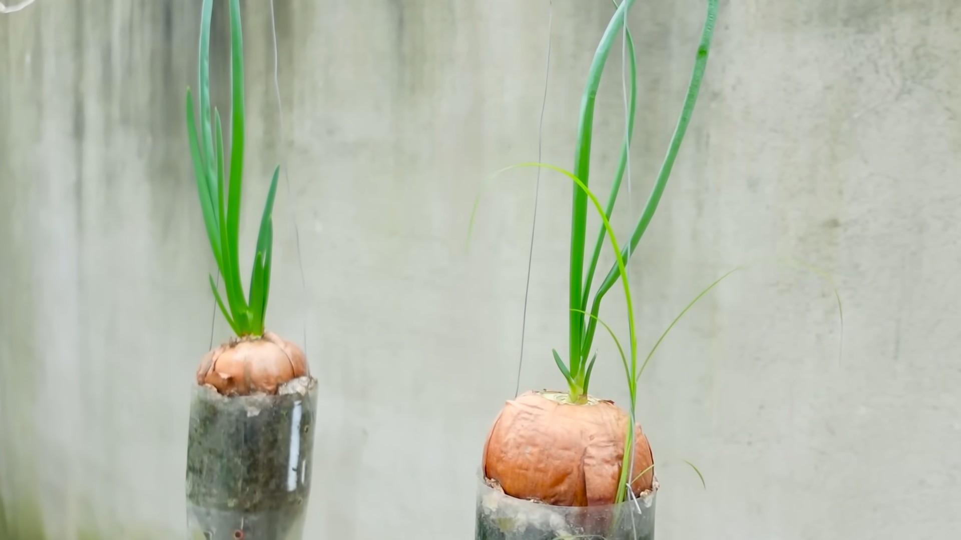 Onions in Bottles DIY Hack