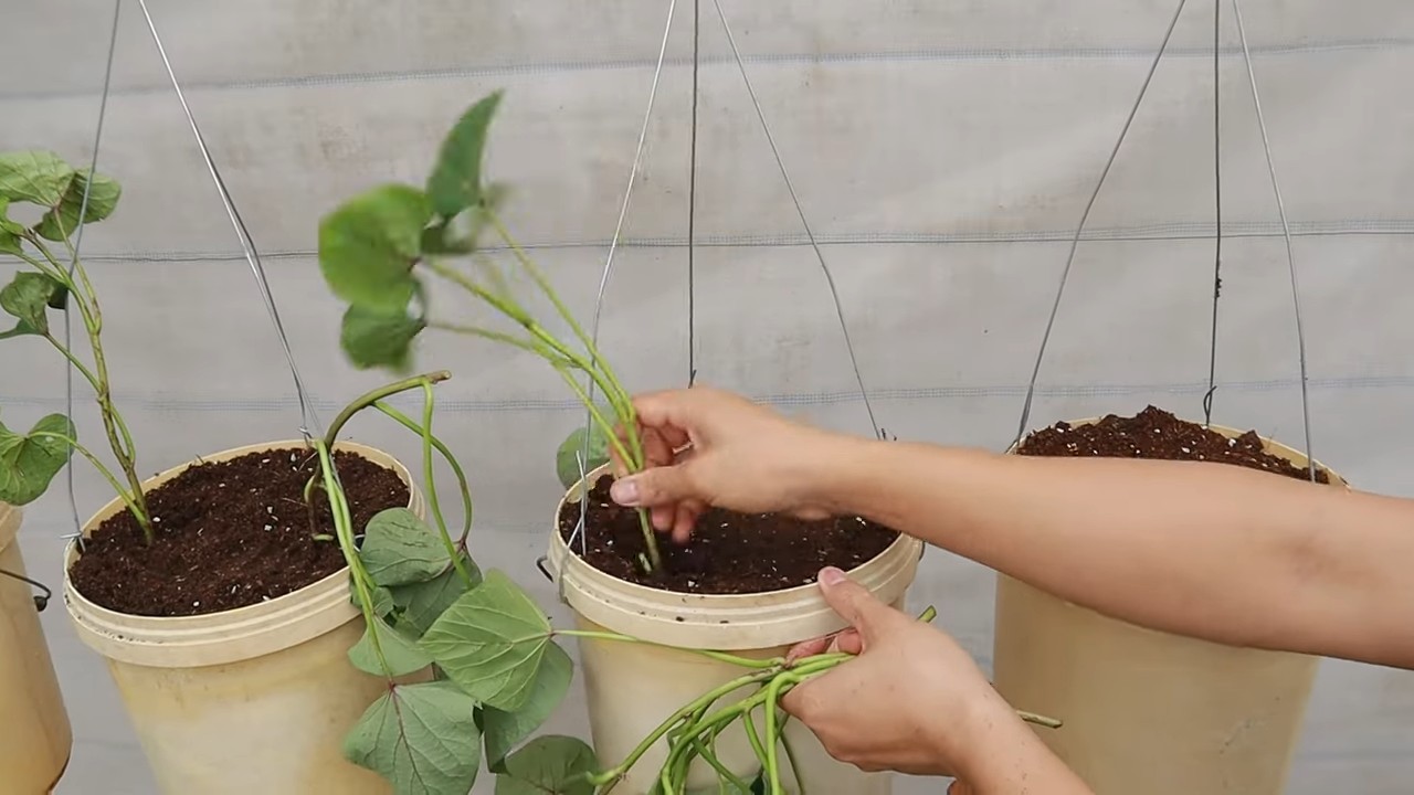 Hanging sweet potato harvest