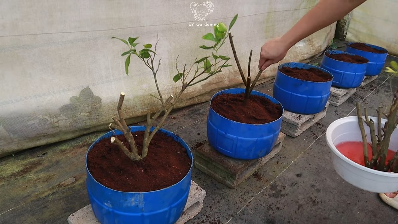 Kumquat Propagation from Cuttings