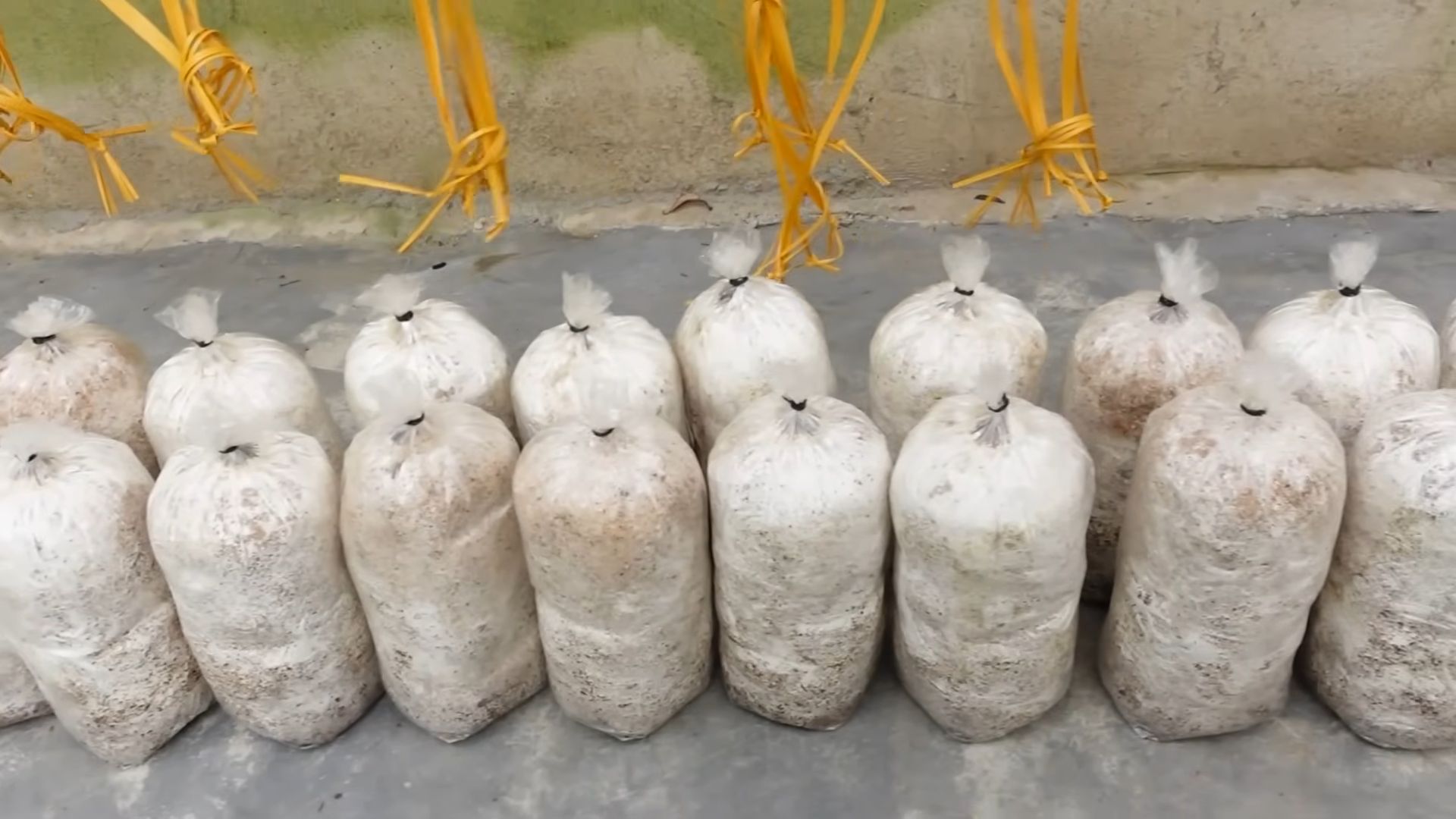 Mushroom Growing DIY