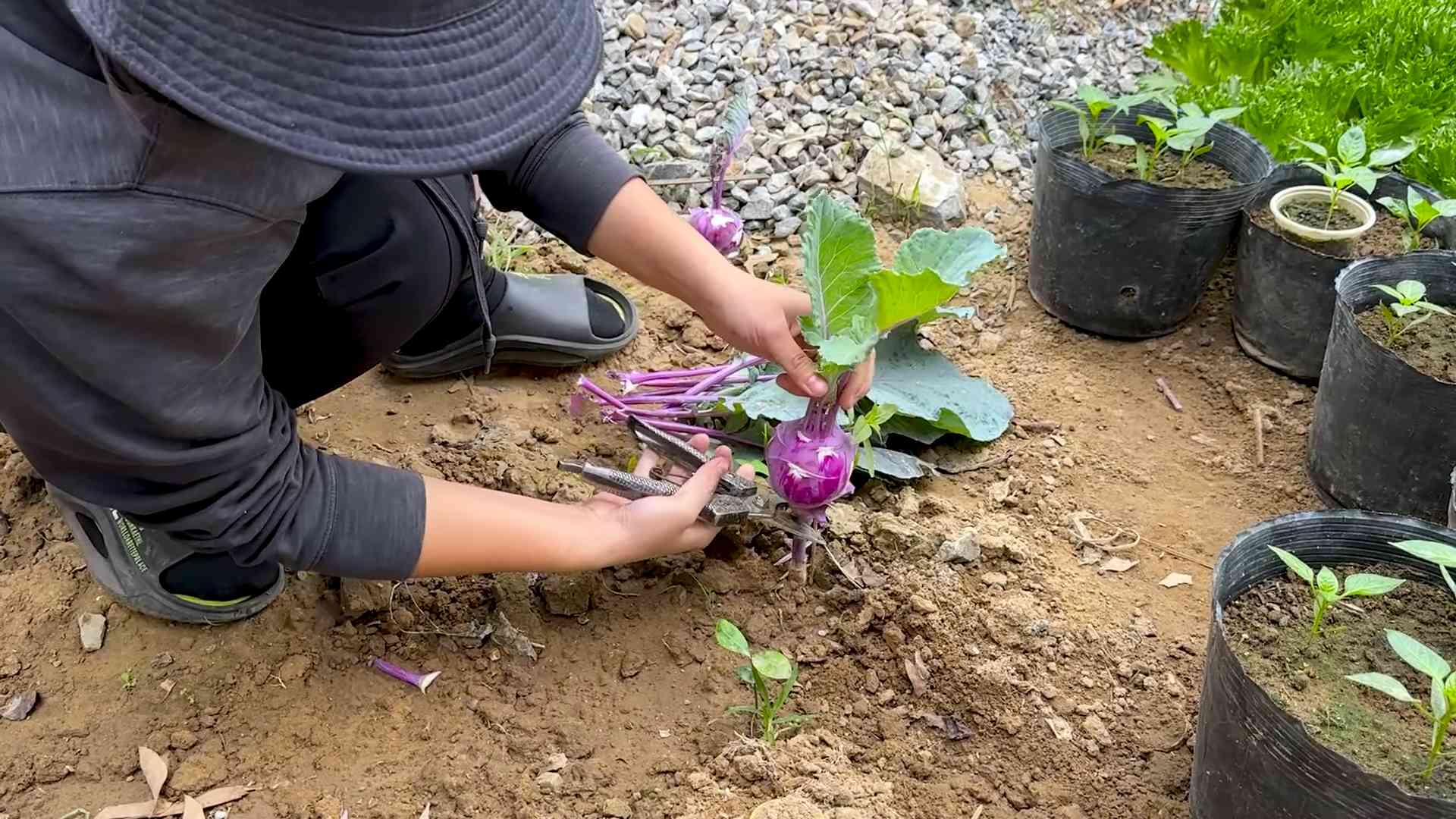 Grow Kohlrabi Continuous Yield