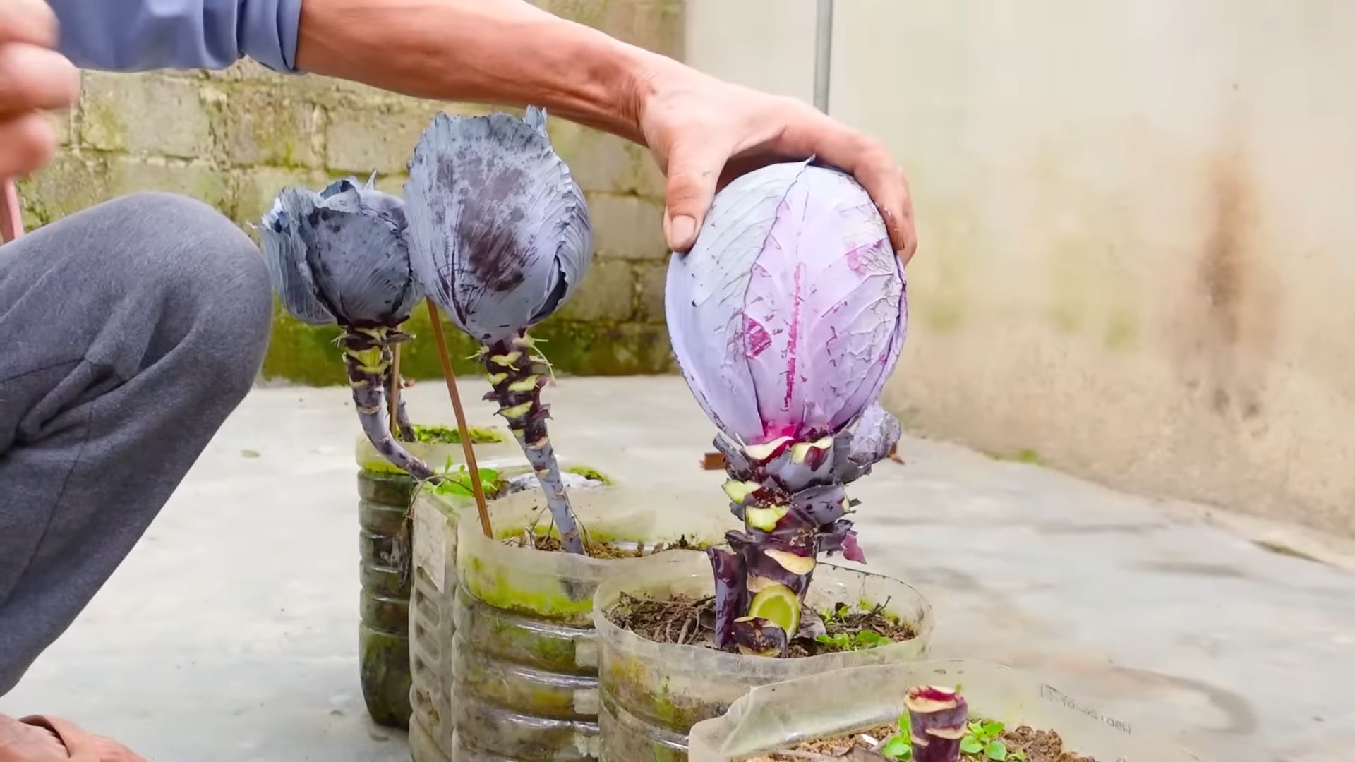 Growing Purple Cabbage at Home