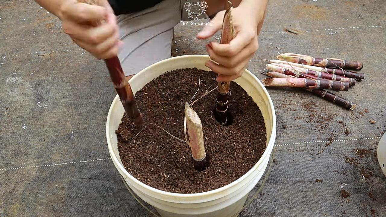 Growing sugarcane in buckets