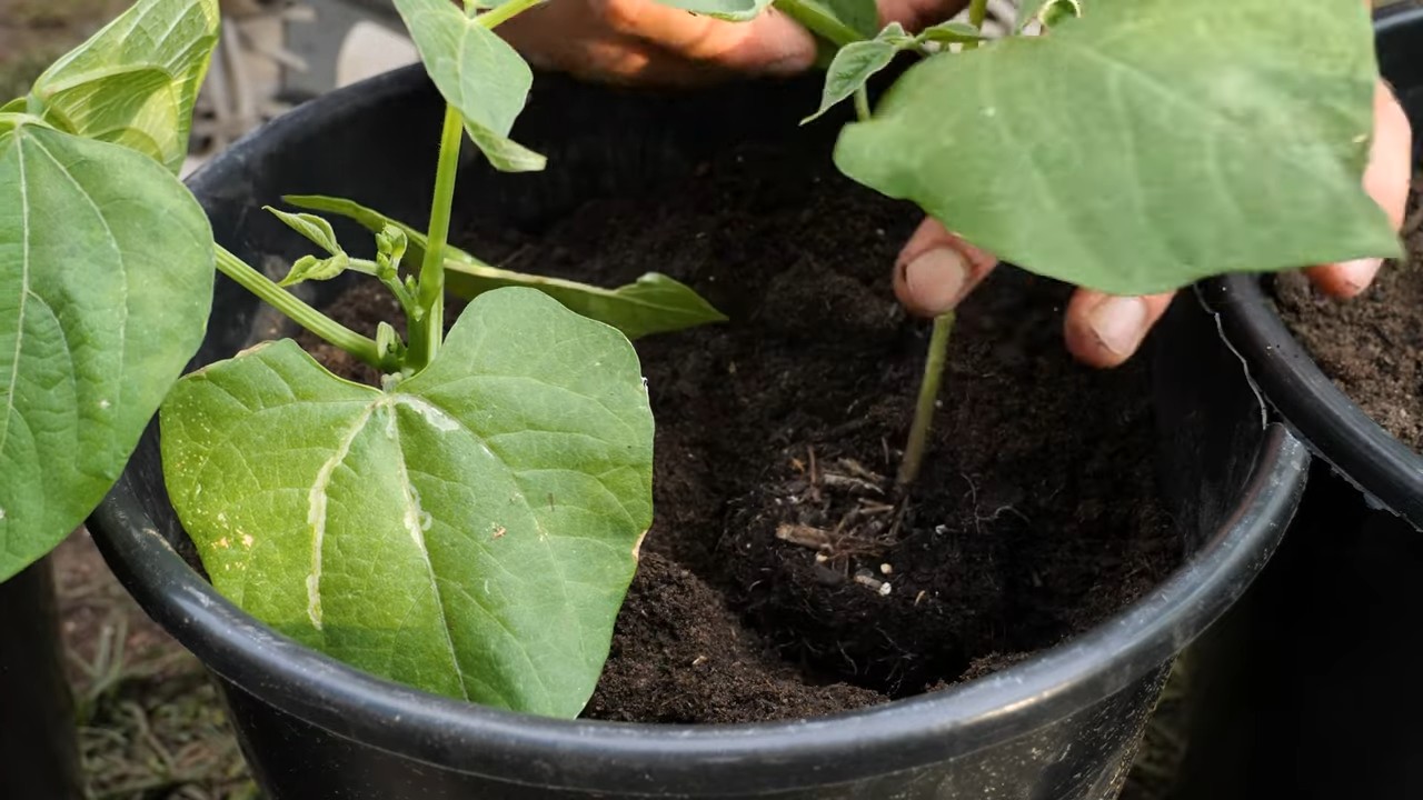 Growing Bush Beans in Pots