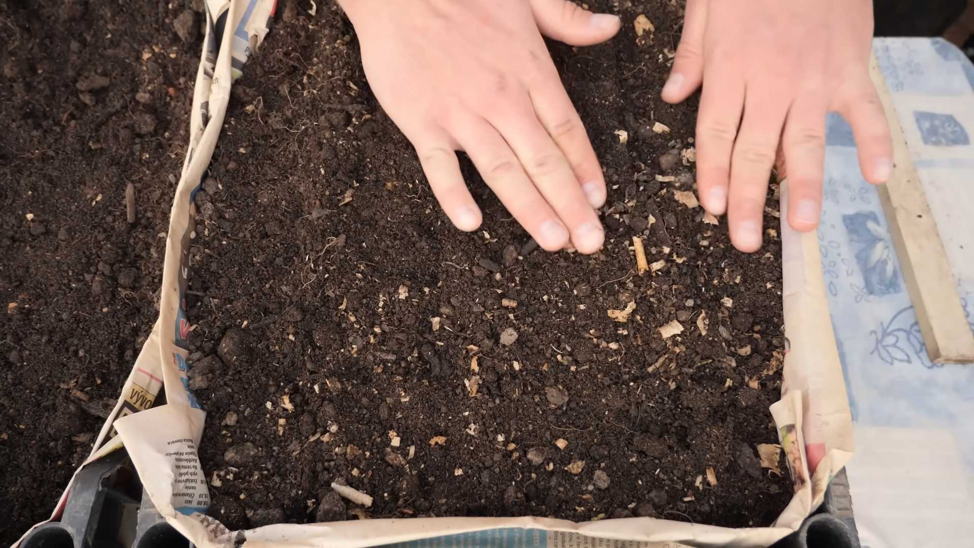 Growing carrots in pots