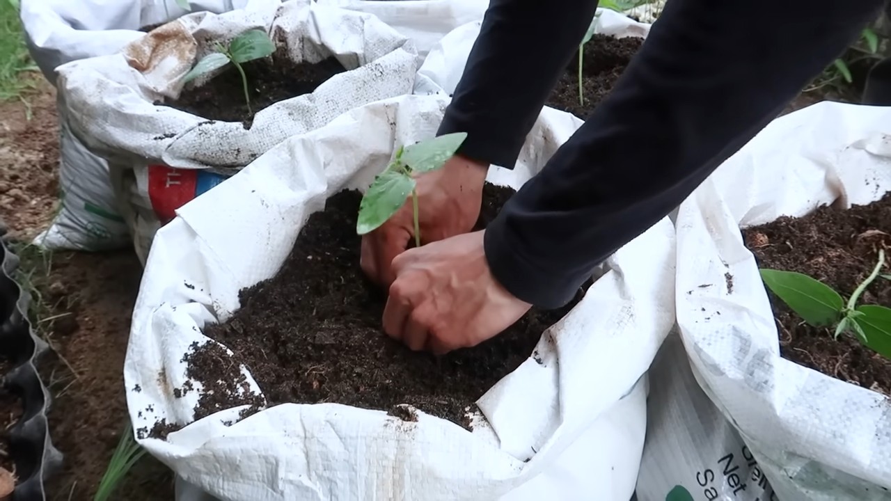 Grow Long Beans Easily