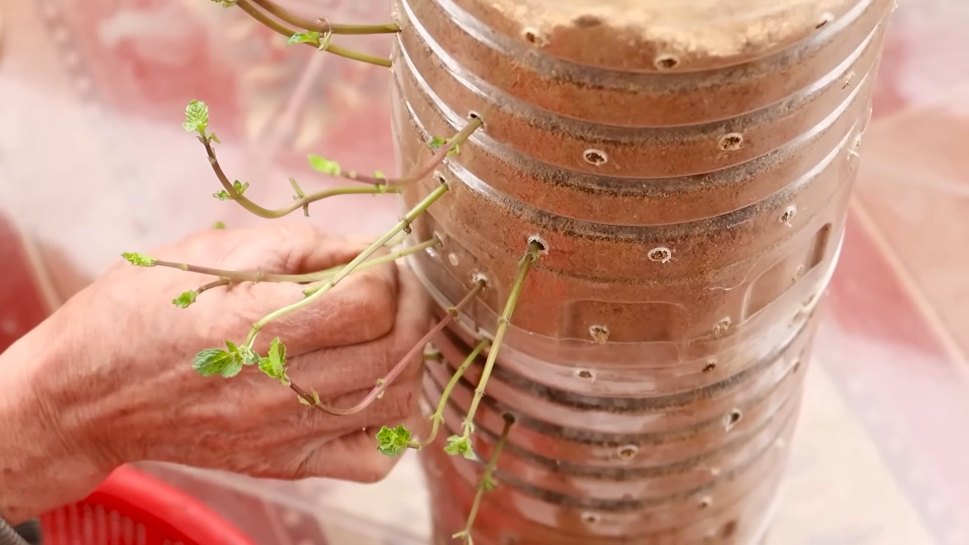 Fresh oregano at home