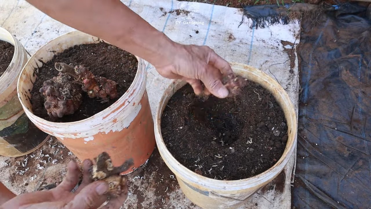 Growing Yacon at Home