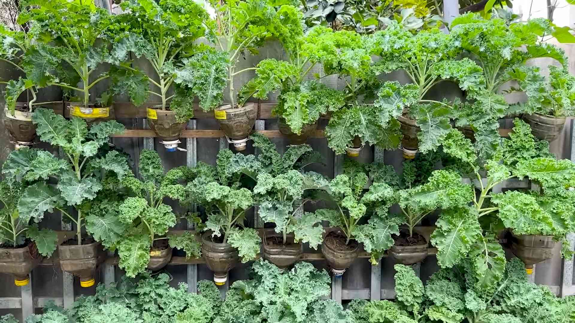 DIY kale bottle garden
