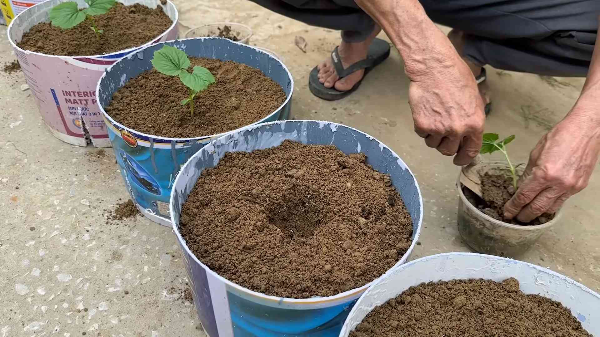Bitter Gourd Trellis DIY