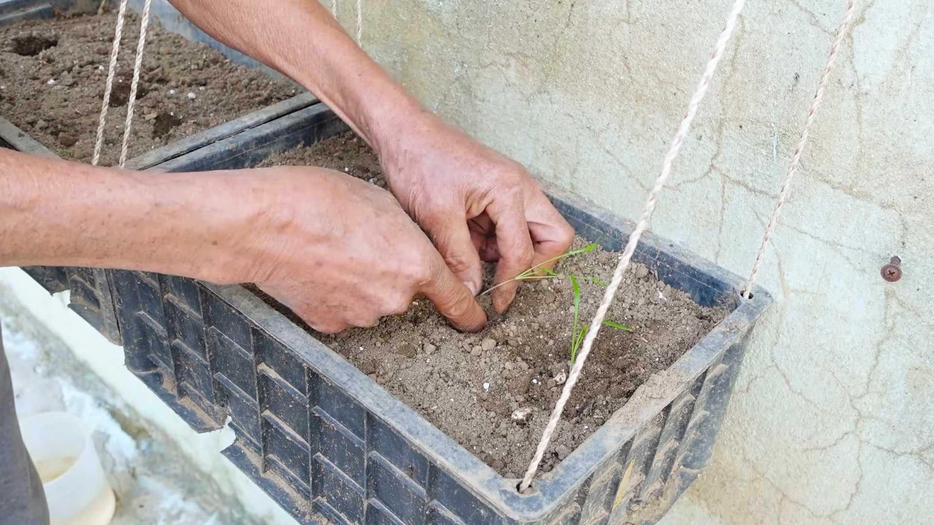 Harvest Dill Quickly