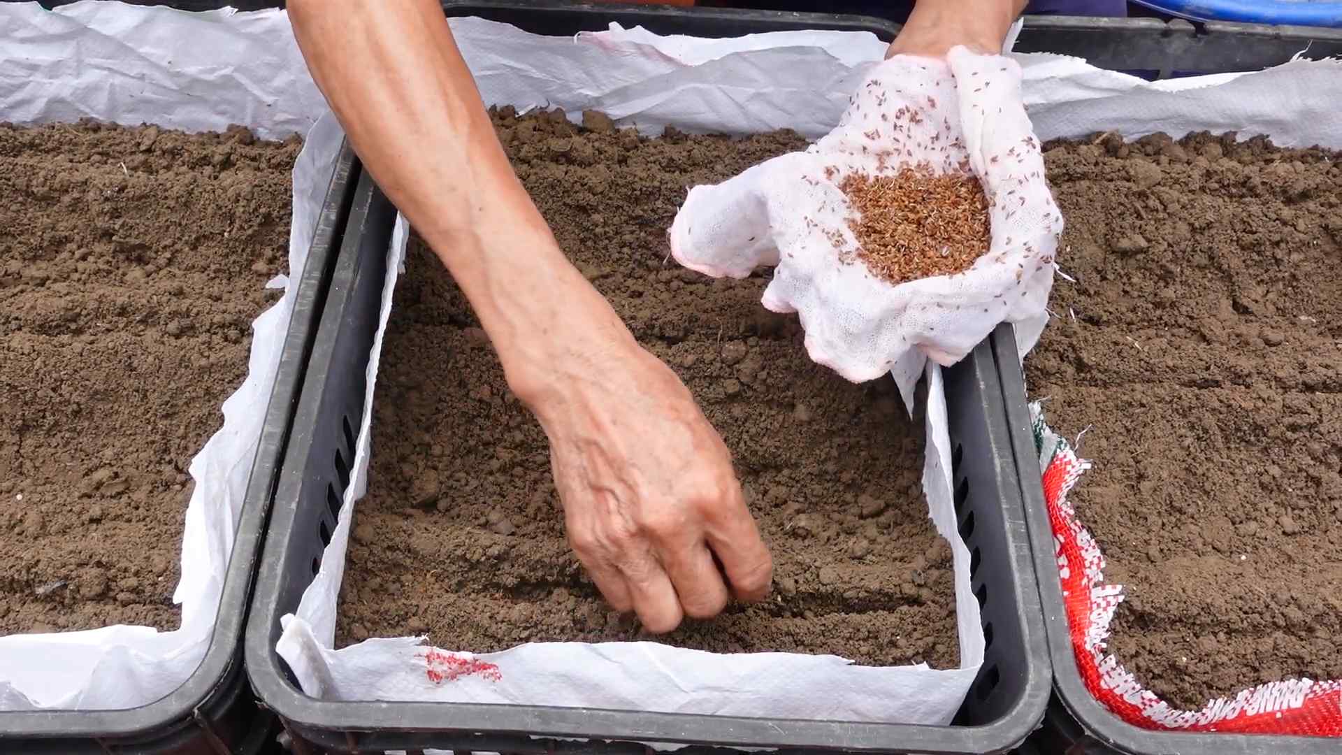 Small space carrot farming