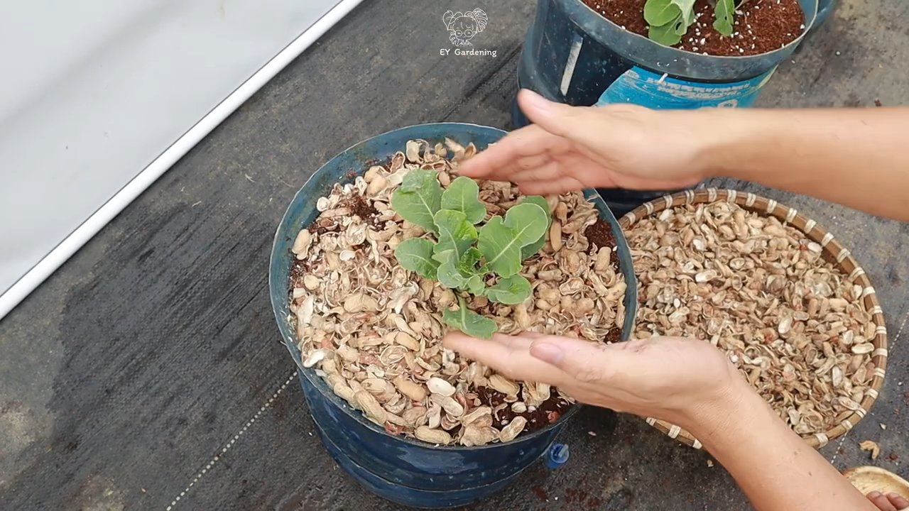 Low Water Cauliflower Growing