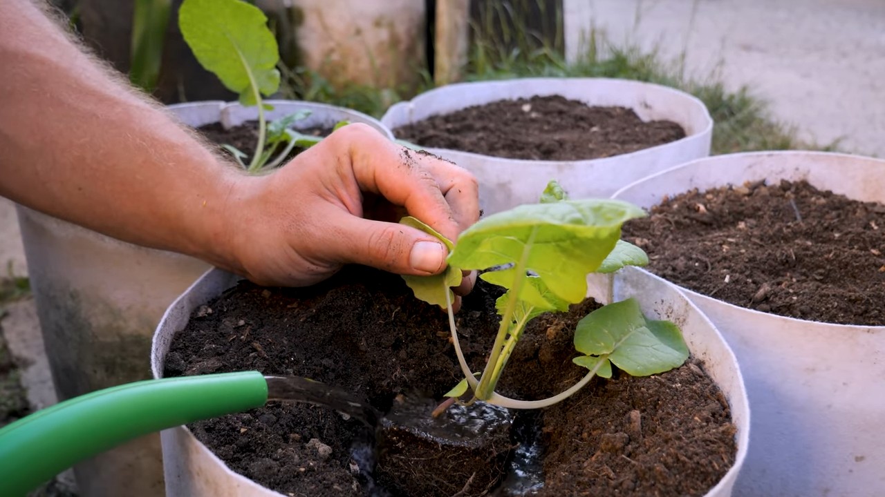Grow Large Rutabagas Easily