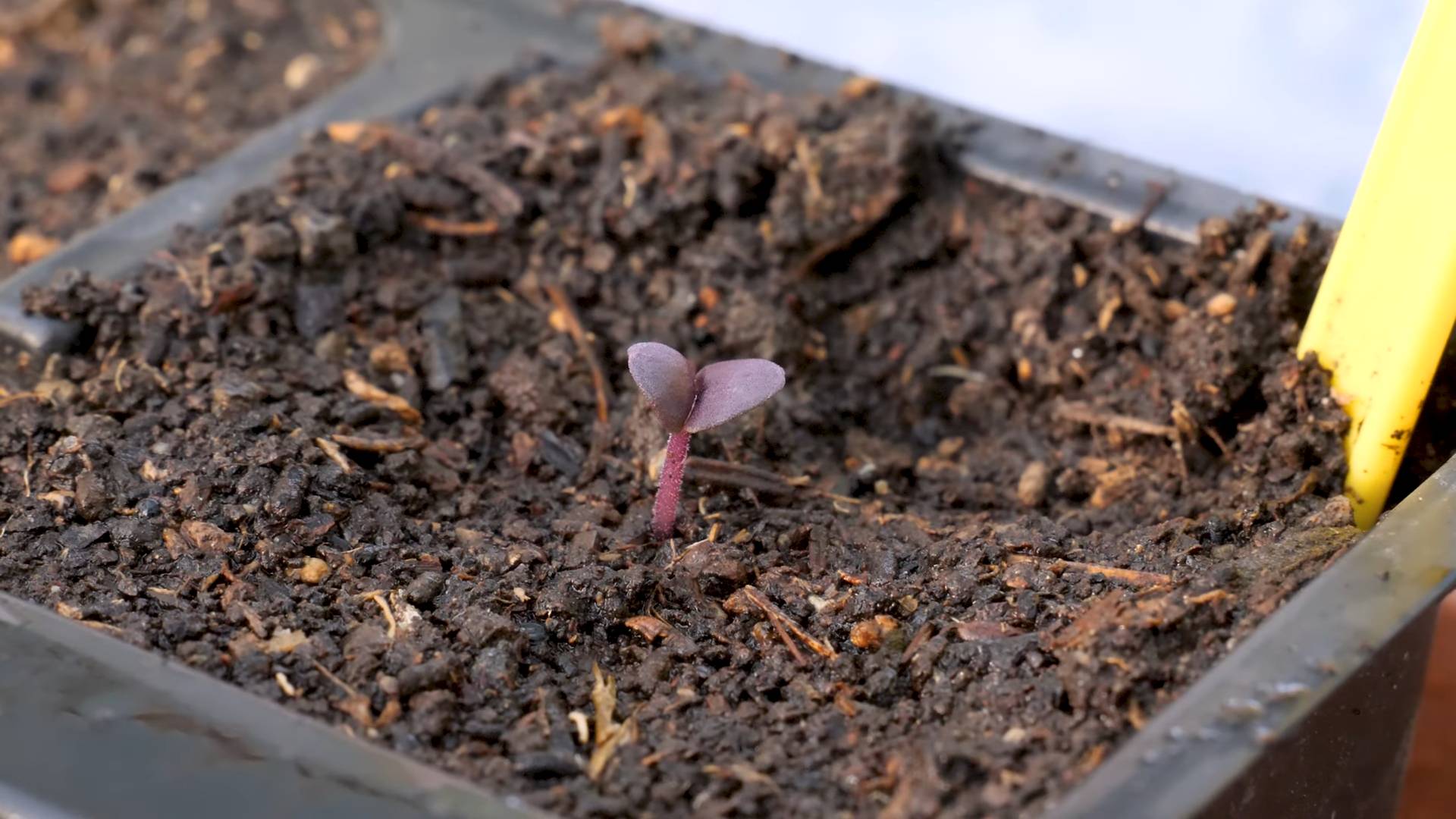 Growing Purple Basil