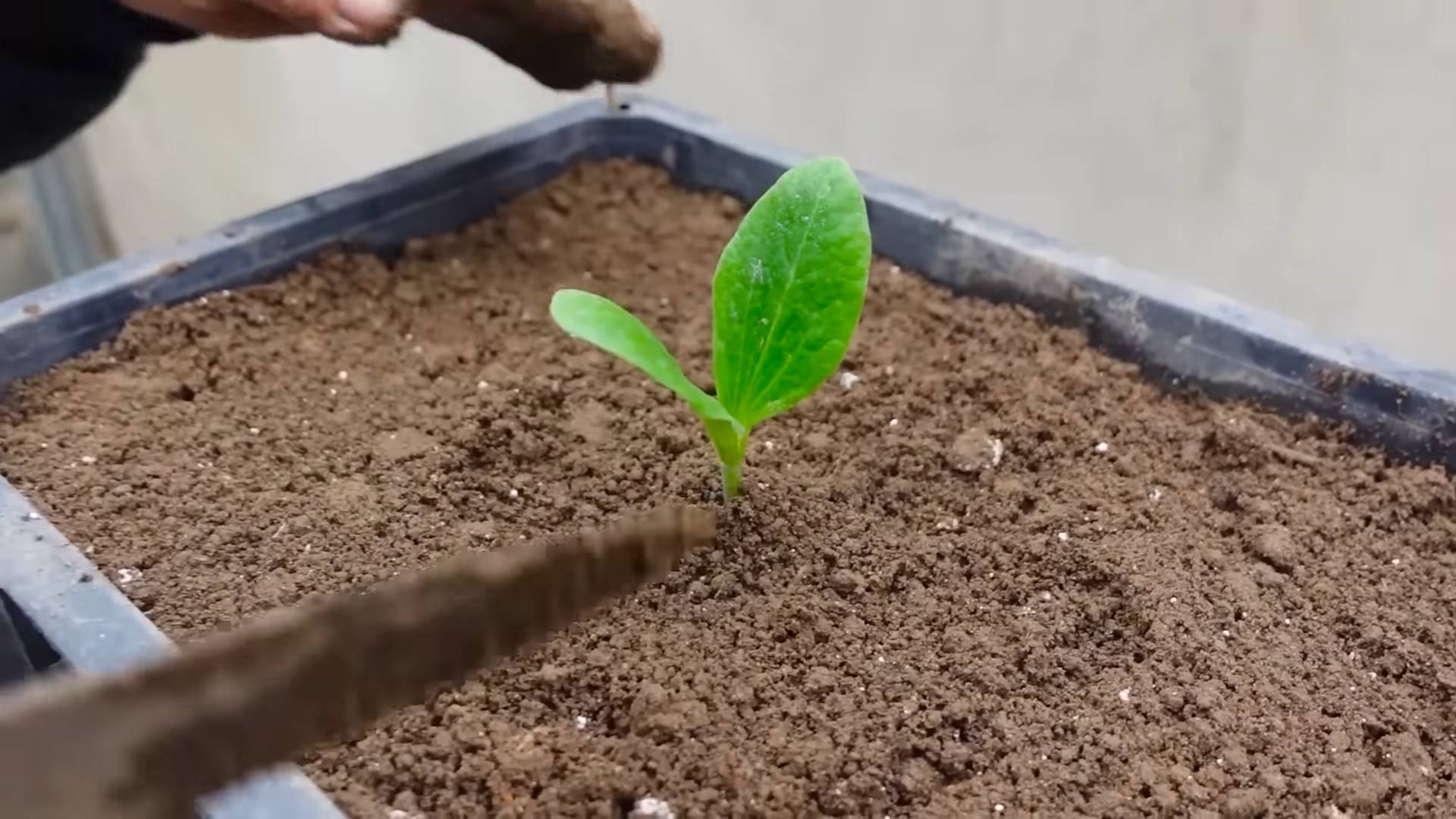 Zucchini growing tips