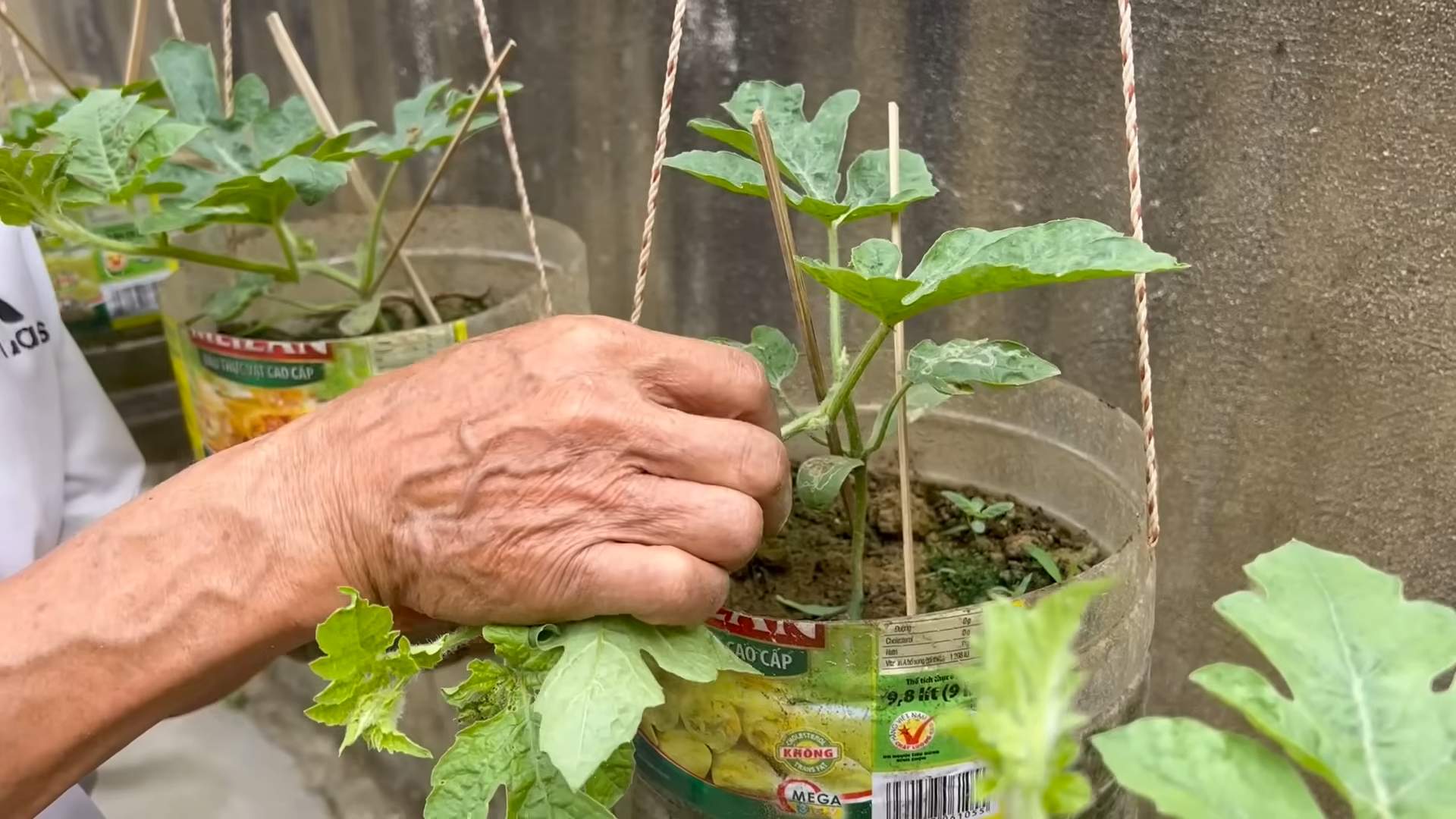 Growing Watermelons Successfully