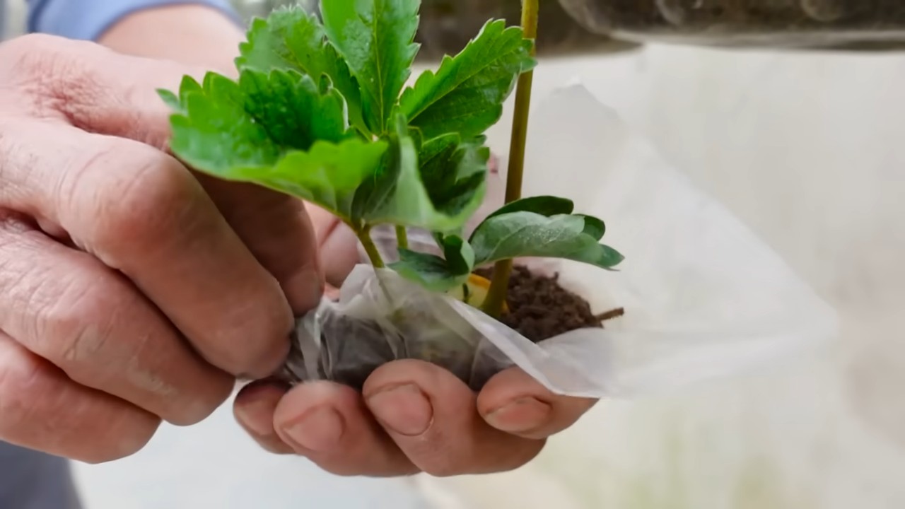 Growing Strawberries Indoors