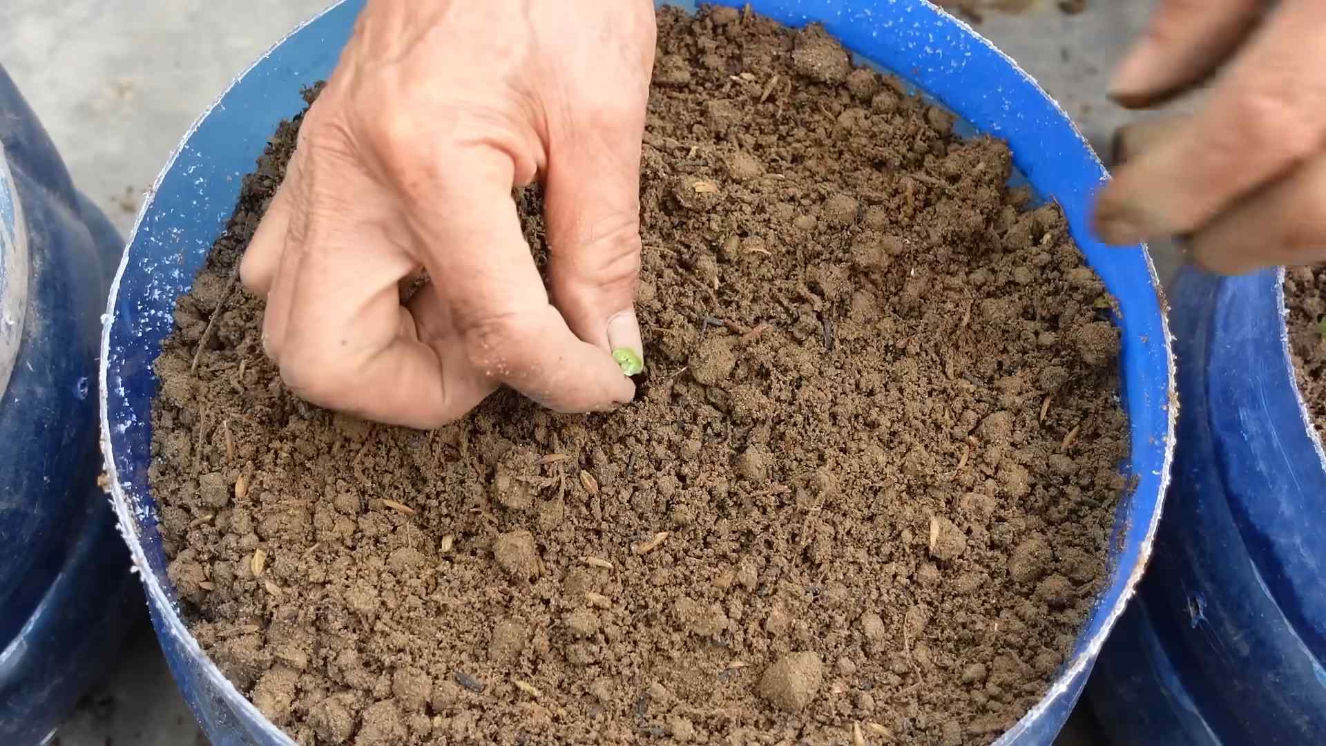 Growing Napa Cabbage Small Spaces