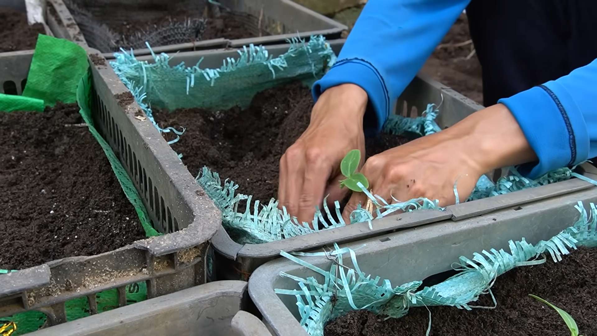 Easy Cucumber Gardening Tips